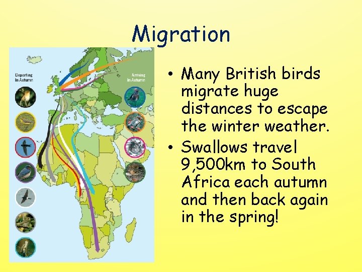 Migration • Many British birds migrate huge distances to escape the winter weather. •