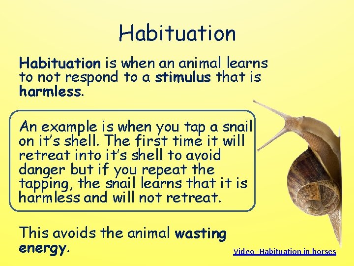 Habituation is when an animal learns to not respond to a stimulus that is