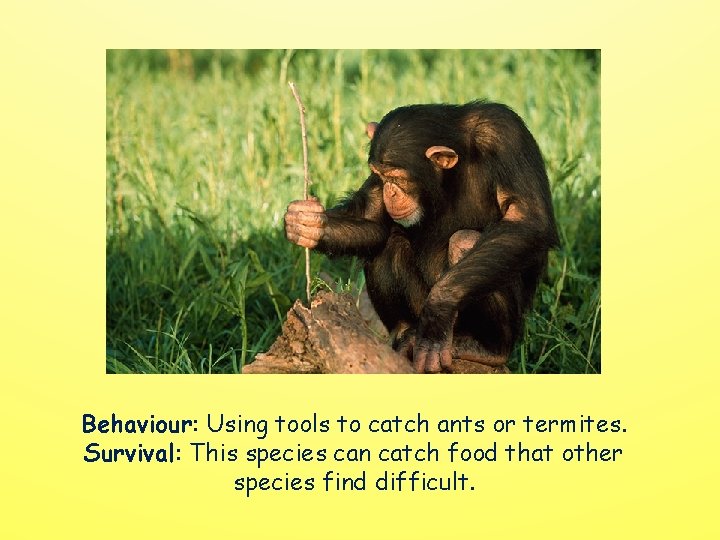 Behaviour: Using tools to catch ants or termites. Survival: This species can catch food