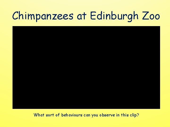 Chimpanzees at Edinburgh Zoo What sort of behaviours can you observe in this clip?