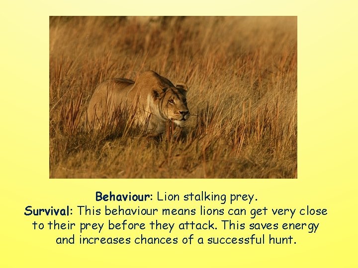 Behaviour: Lion stalking prey. Survival: This behaviour means lions can get very close to