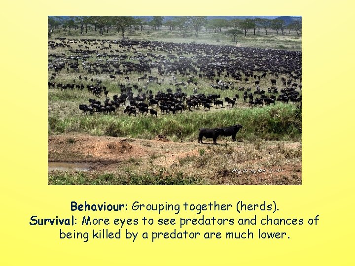 Behaviour: Grouping together (herds). Survival: More eyes to see predators and chances of being