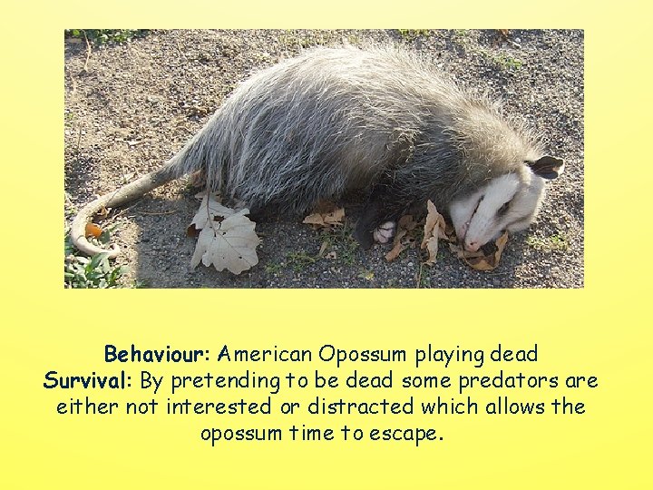 Behaviour: American Opossum playing dead Survival: By pretending to be dead some predators are