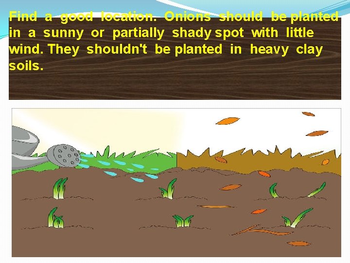 Find a good location. Onions should be planted in a sunny or partially shady