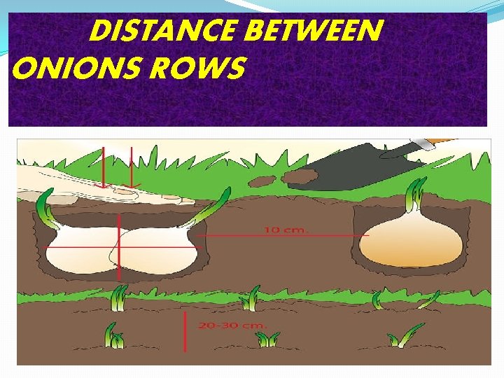 DISTANCE BETWEEN ONIONS ROWS 