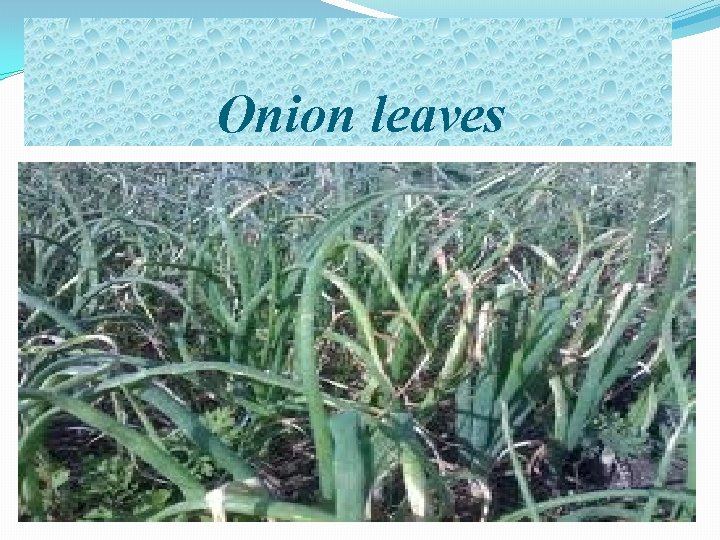 Onion leaves 