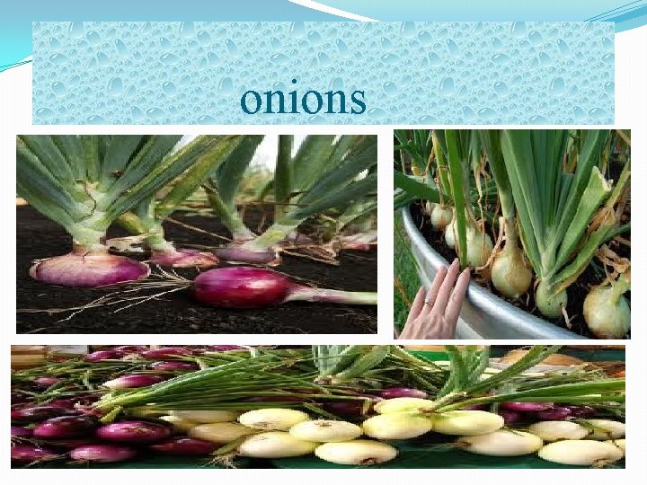 onions 