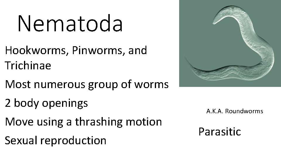 Nematoda Hookworms, Pinworms, and Trichinae Most numerous group of worms 2 body openings Move