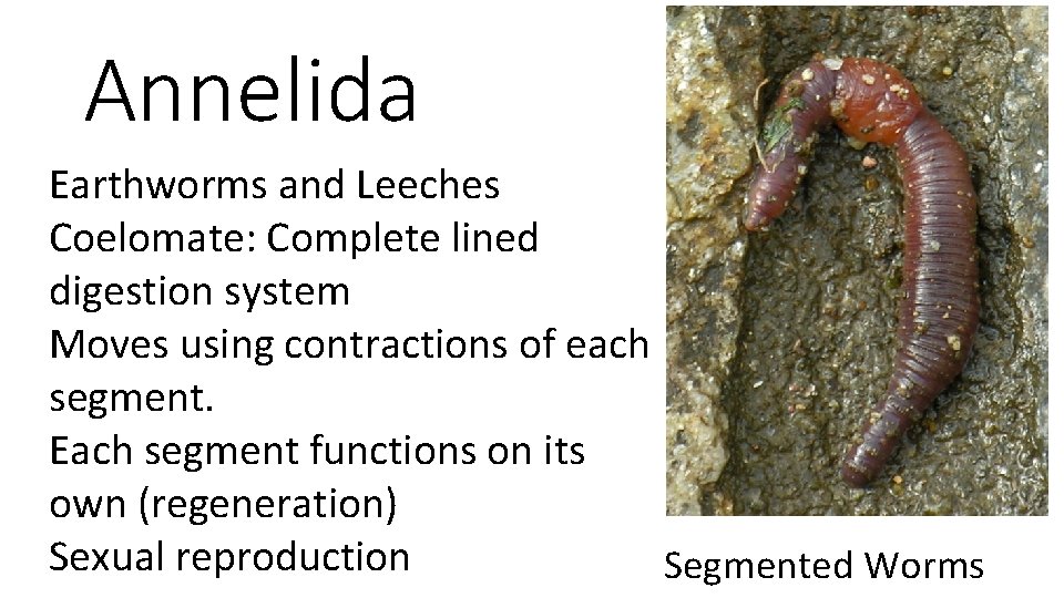 Annelida Earthworms and Leeches Coelomate: Complete lined digestion system Moves using contractions of each