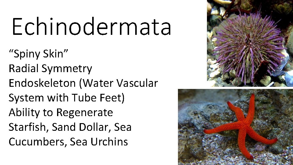Echinodermata “Spiny Skin” Radial Symmetry Endoskeleton (Water Vascular System with Tube Feet) Ability to