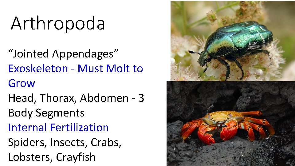 Arthropoda “Jointed Appendages” Exoskeleton - Must Molt to Grow Head, Thorax, Abdomen - 3
