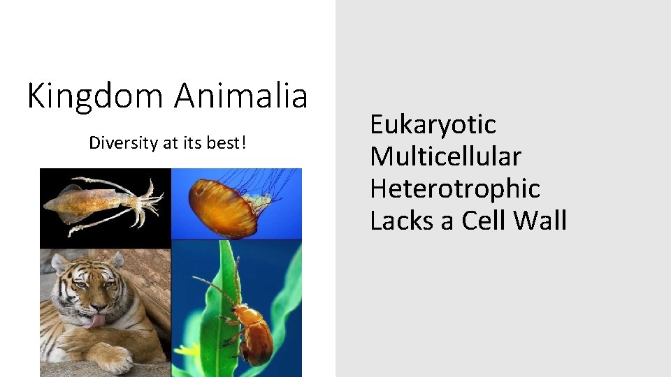 Kingdom Animalia Diversity at its best! Eukaryotic Multicellular Heterotrophic Lacks a Cell Wall 