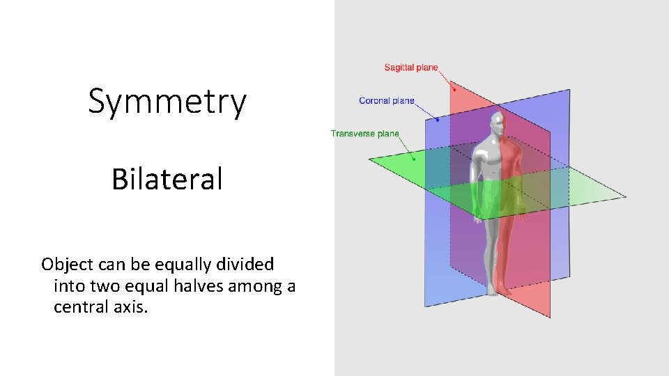 Symmetry Bilateral Object can be equally divided into two equal halves among a central