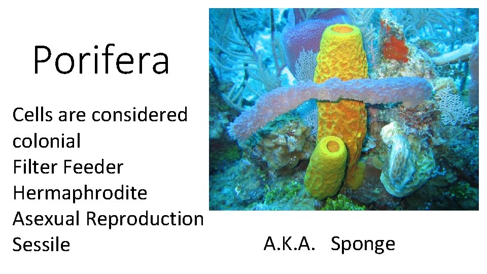 Porifera Cells are considered colonial Filter Feeder Hermaphrodite Asexual Reproduction Sessile A. K. A.