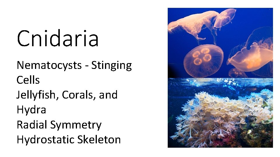 Cnidaria Nematocysts - Stinging Cells Jellyfish, Corals, and Hydra Radial Symmetry Hydrostatic Skeleton 