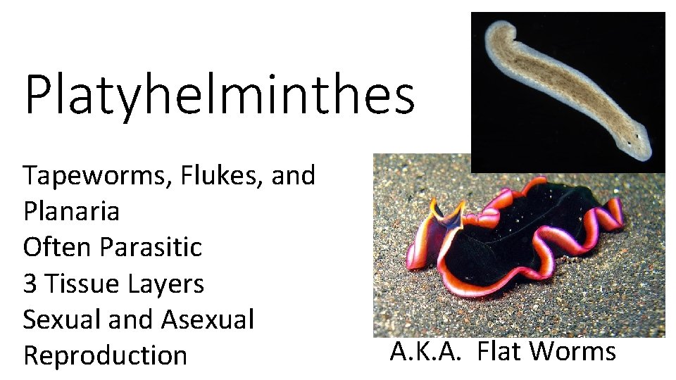 Platyhelminthes Tapeworms, Flukes, and Planaria Often Parasitic 3 Tissue Layers Sexual and Asexual Reproduction