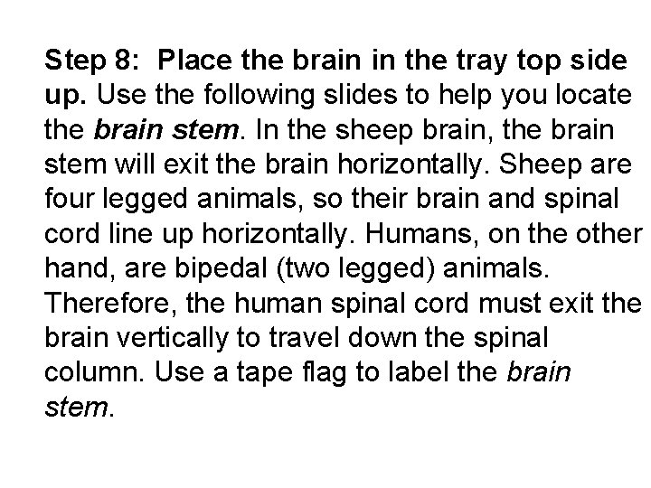 Step 8: Place the brain in the tray top side up. Use the following