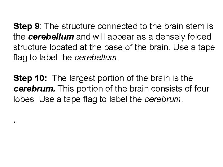 Step 9: The structure connected to the brain stem is the cerebellum and will