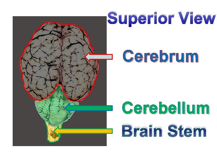 Superior View Cerebrum Cerebellum Brain Stem 