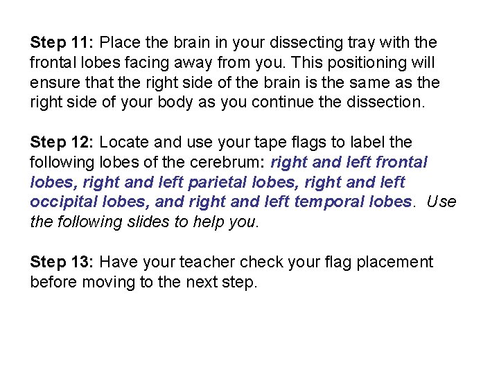 Step 11: Place the brain in your dissecting tray with the frontal lobes facing