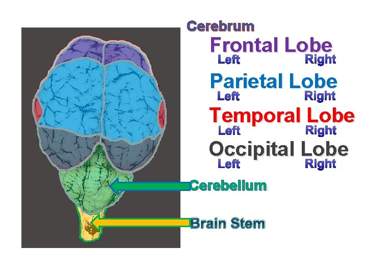 Cerebrum Frontal Lobe Right Left Parietal Lobe Left Right Temporal Lobe Left Right Occipital