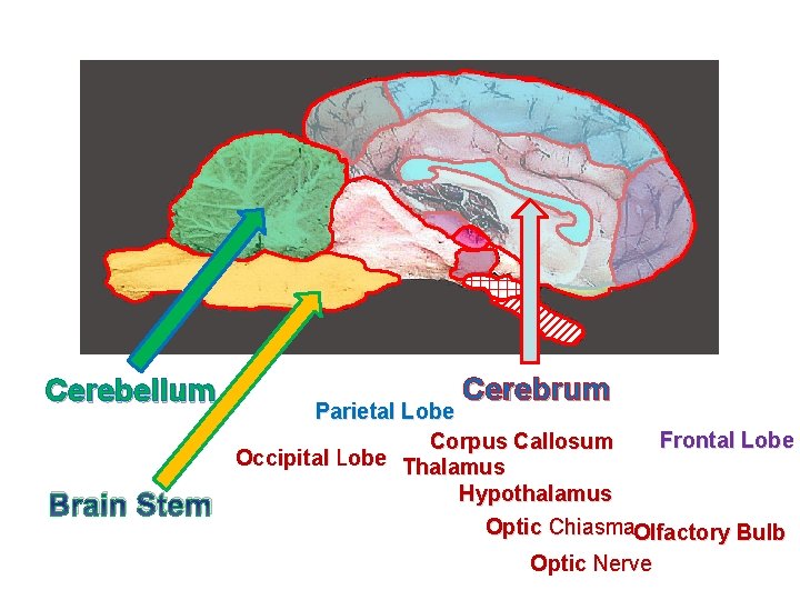 Cerebellum Brain Stem Cerebrum Parietal Lobe Frontal Lobe Corpus Callosum Occipital Lobe Thalamus Hypothalamus