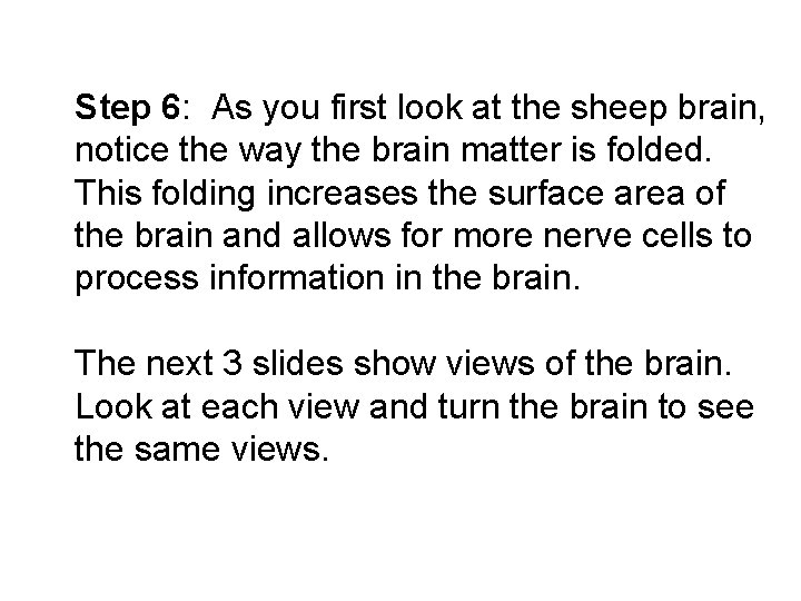 Step 6: As you first look at the sheep brain, notice the way the