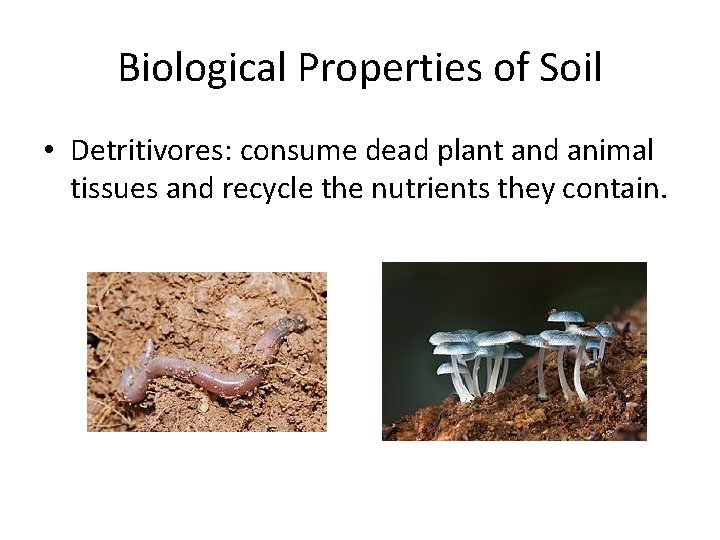 Biological Properties of Soil • Detritivores: consume dead plant and animal tissues and recycle