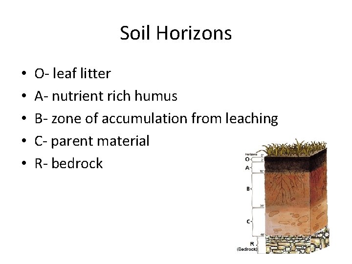 Soil Horizons • • • O- leaf litter A- nutrient rich humus B- zone