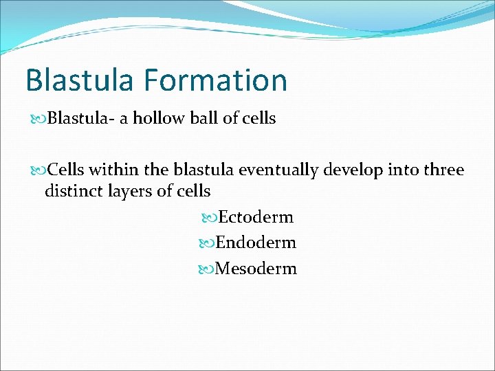 Blastula Formation Blastula- a hollow ball of cells Cells within the blastula eventually develop