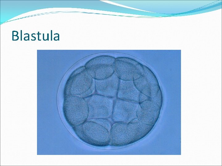 Blastula 