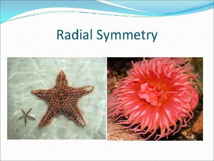 Radial Symmetry 