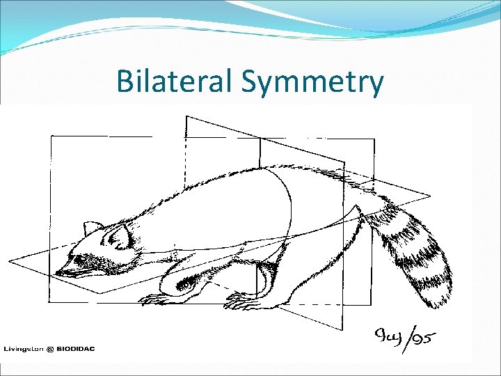 Bilateral Symmetry 