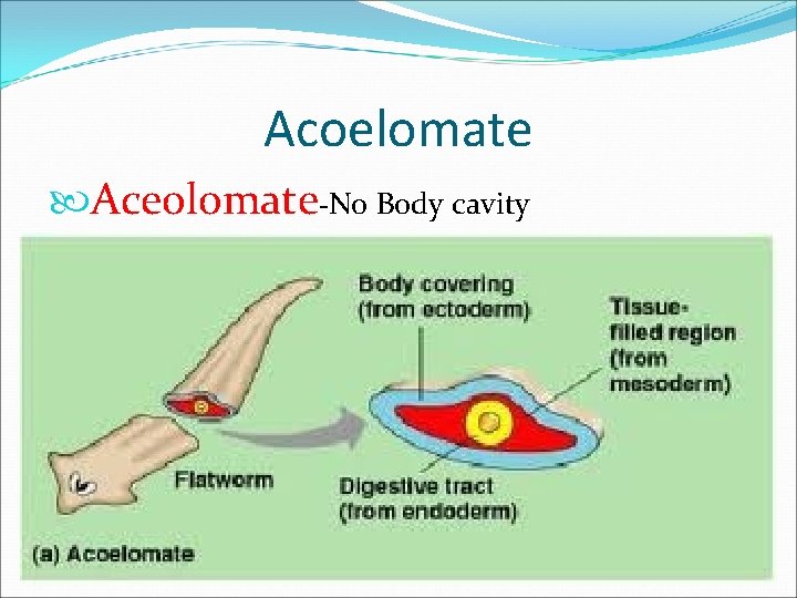 Acoelomate Aceolomate-No Body cavity 