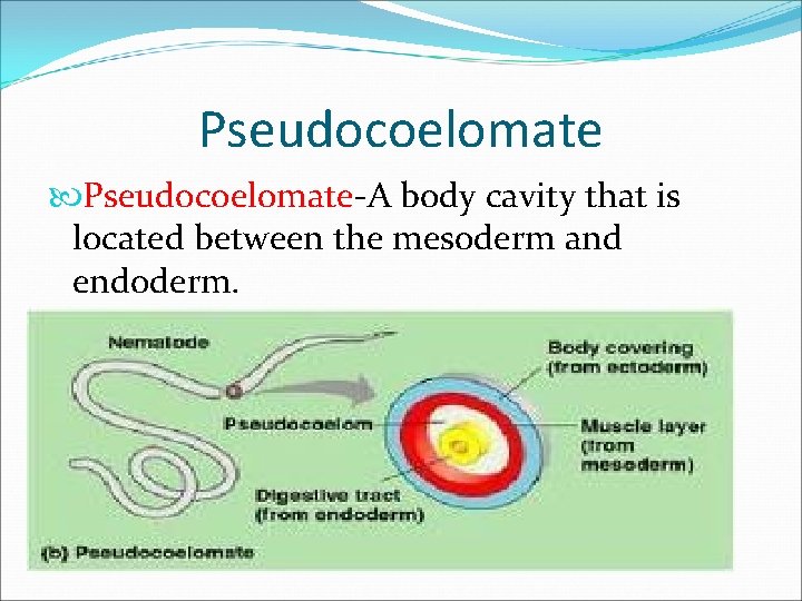 Pseudocoelomate-A body cavity that is located between the mesoderm and endoderm. 