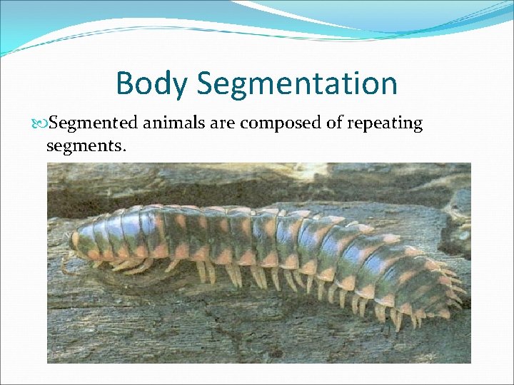 Body Segmentation Segmented animals are composed of repeating segments. 