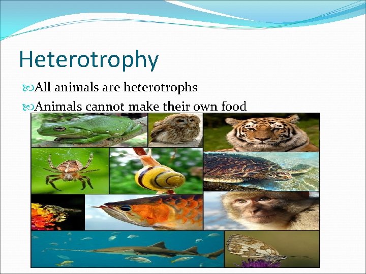 Heterotrophy All animals are heterotrophs Animals cannot make their own food 