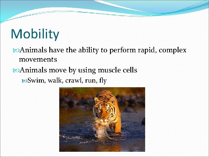 Mobility Animals have the ability to perform rapid, complex movements Animals move by using