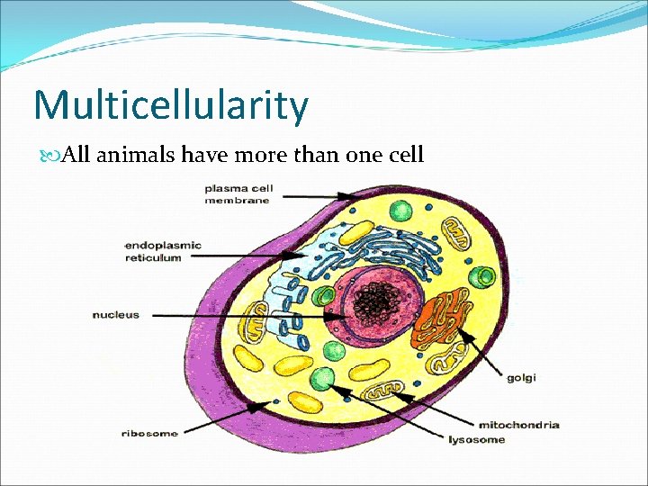 Multicellularity All animals have more than one cell 