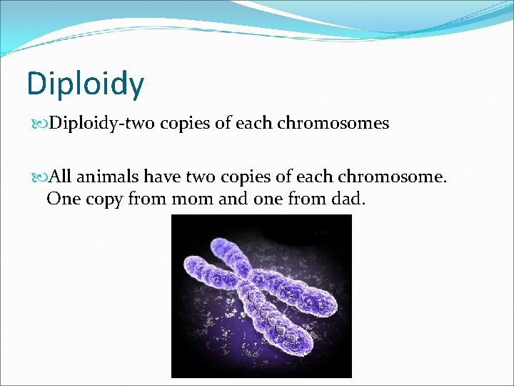 Diploidy-two copies of each chromosomes All animals have two copies of each chromosome. One