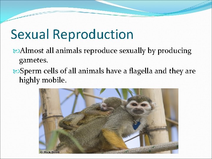 Sexual Reproduction Almost all animals reproduce sexually by producing gametes. Sperm cells of all