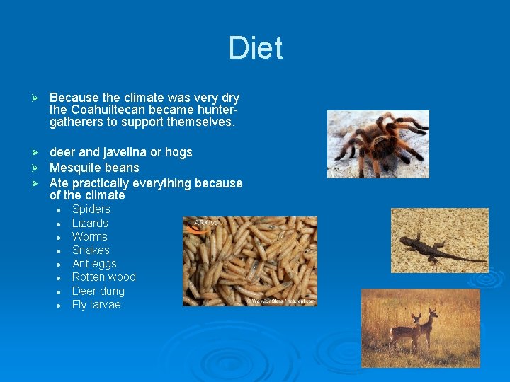 Diet Ø Because the climate was very dry the Coahuiltecan became huntergatherers to support