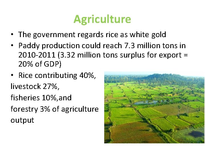 Agriculture • The government regards rice as white gold • Paddy production could reach