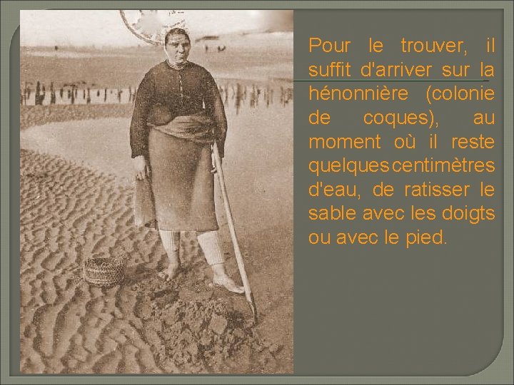 Pour le trouver, il suffit d'arriver sur la hénonnière (colonie de coques), au moment Pour le trouver, il suffit d'arriver sur la hénonnière (colonie de coques), au moment