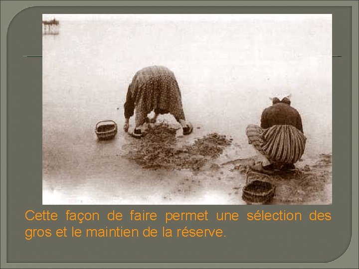Cette façon de faire permet une sélection des gros et le maintien de la Cette façon de faire permet une sélection des gros et le maintien de la