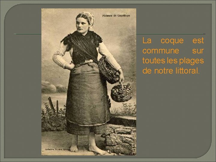 La coque est commune sur toutes les plages de notre littoral. La coque est commune sur toutes les plages de notre littoral.