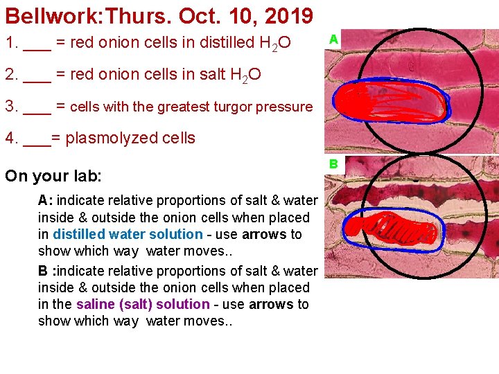 Bellwork: Thurs. Oct. 10, 2019 1. ___ = red onion cells in distilled H