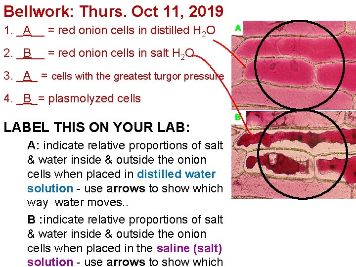 Bellwork: Thurs. Oct 11, 2019 1. _A__ = red onion cells in distilled H