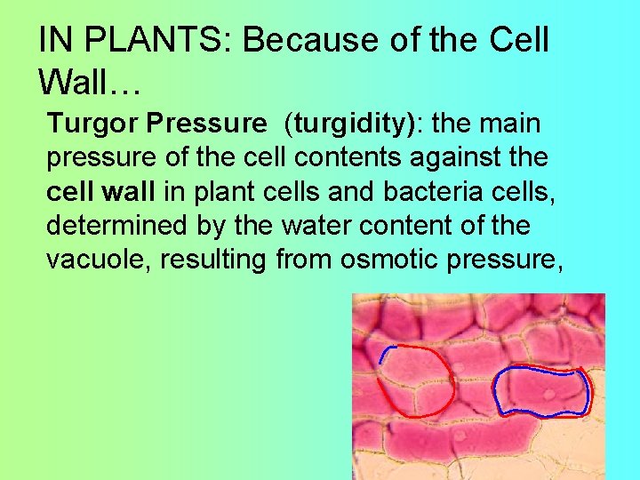 IN PLANTS: Because of the Cell Wall… Turgor Pressure (turgidity): the main pressure of