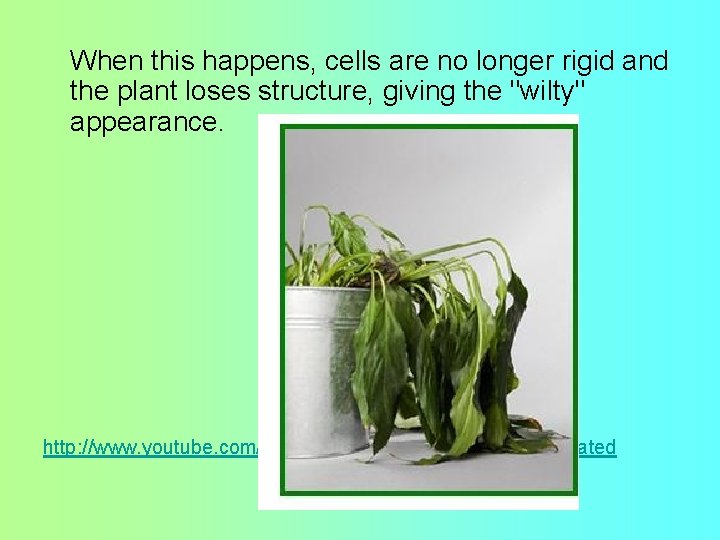 When this happens, cells are no longer rigid and the plant loses structure, giving